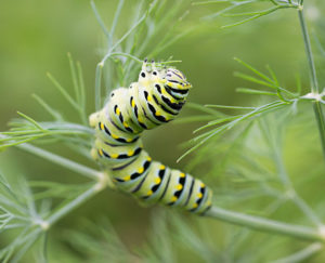caterpillar on green plant